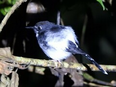 Sunda Forktail photo 2