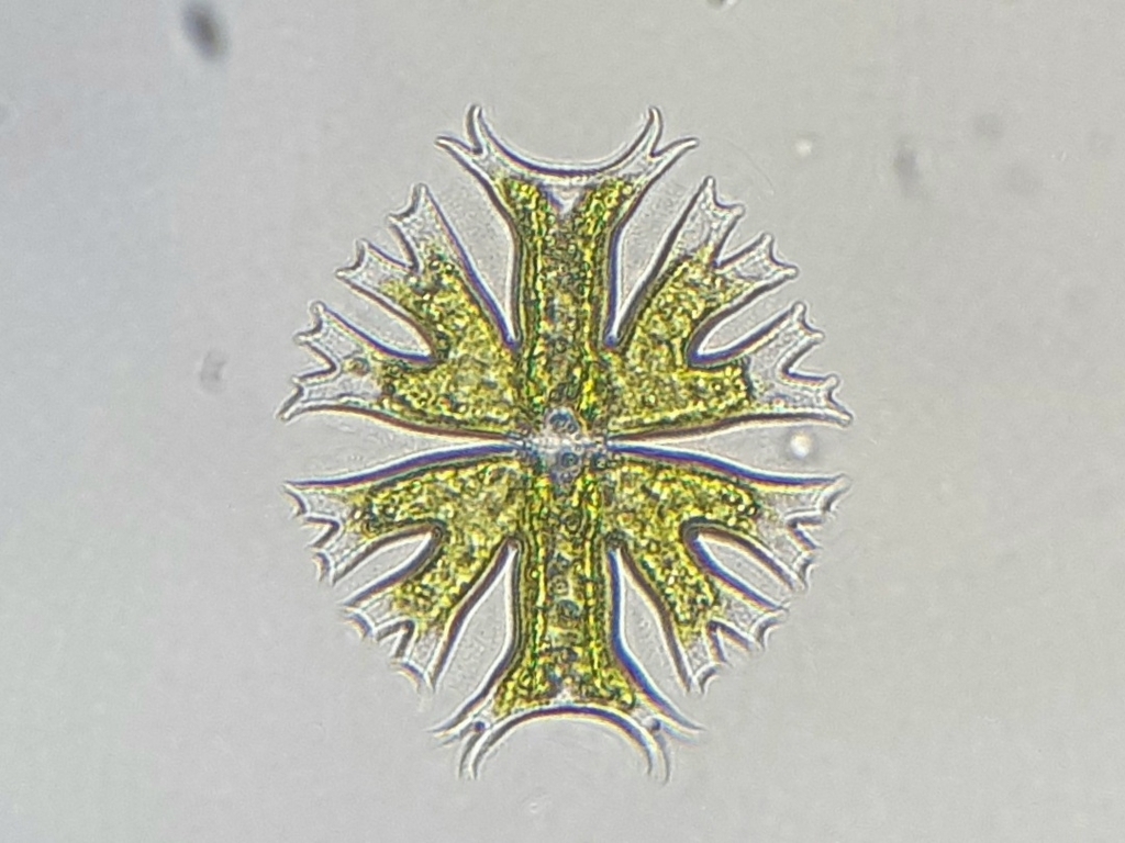 Micrasterias crux-melitensis (Micrasterias crux-melitensis)