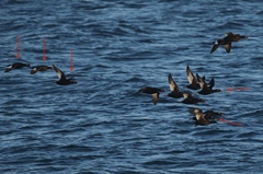 Melanitta stejnegeri