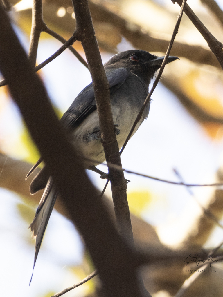 White-bellied Drongo from SGNP, Manpada, Thane, Maharashtra, India on ...