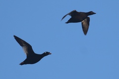 Melanitta stejnegeri