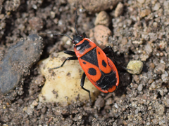 Pyrrhocoris apterus