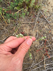 Cryptantha leiocarpa