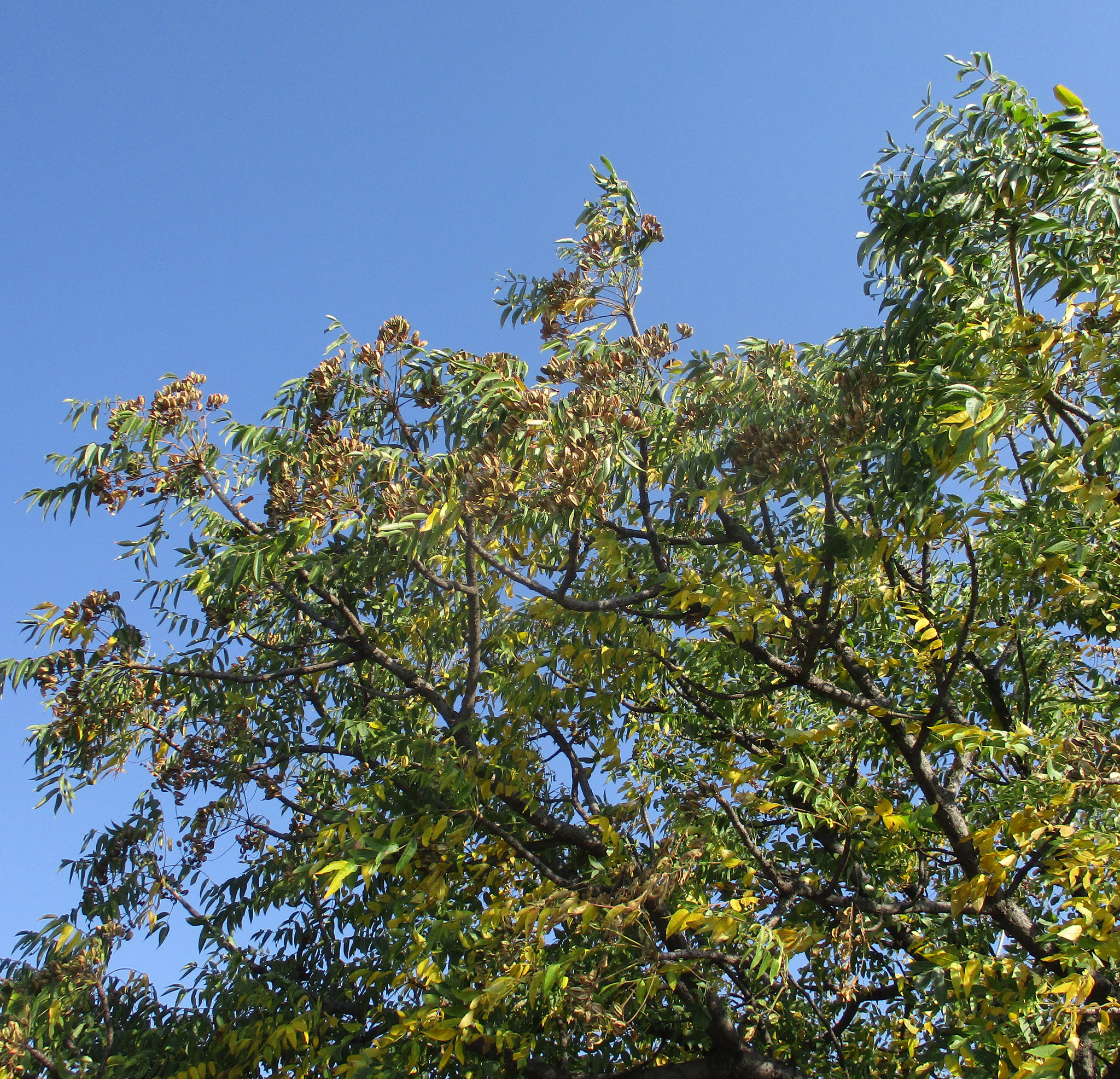 Imagem de Mopane