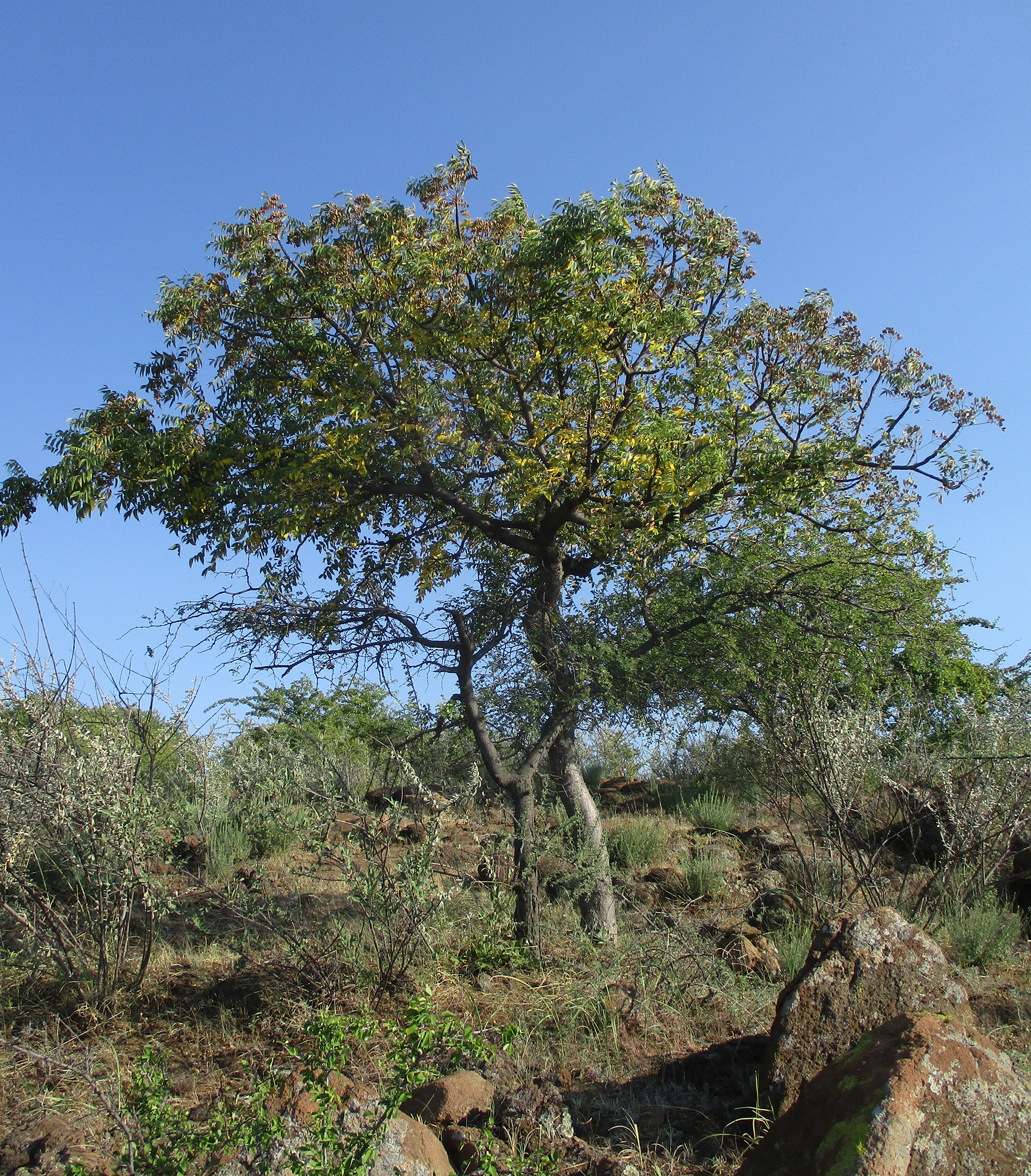 Imagem de Mopane