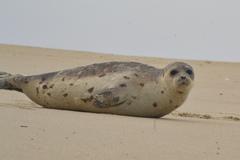 Pagophilus groenlandicus