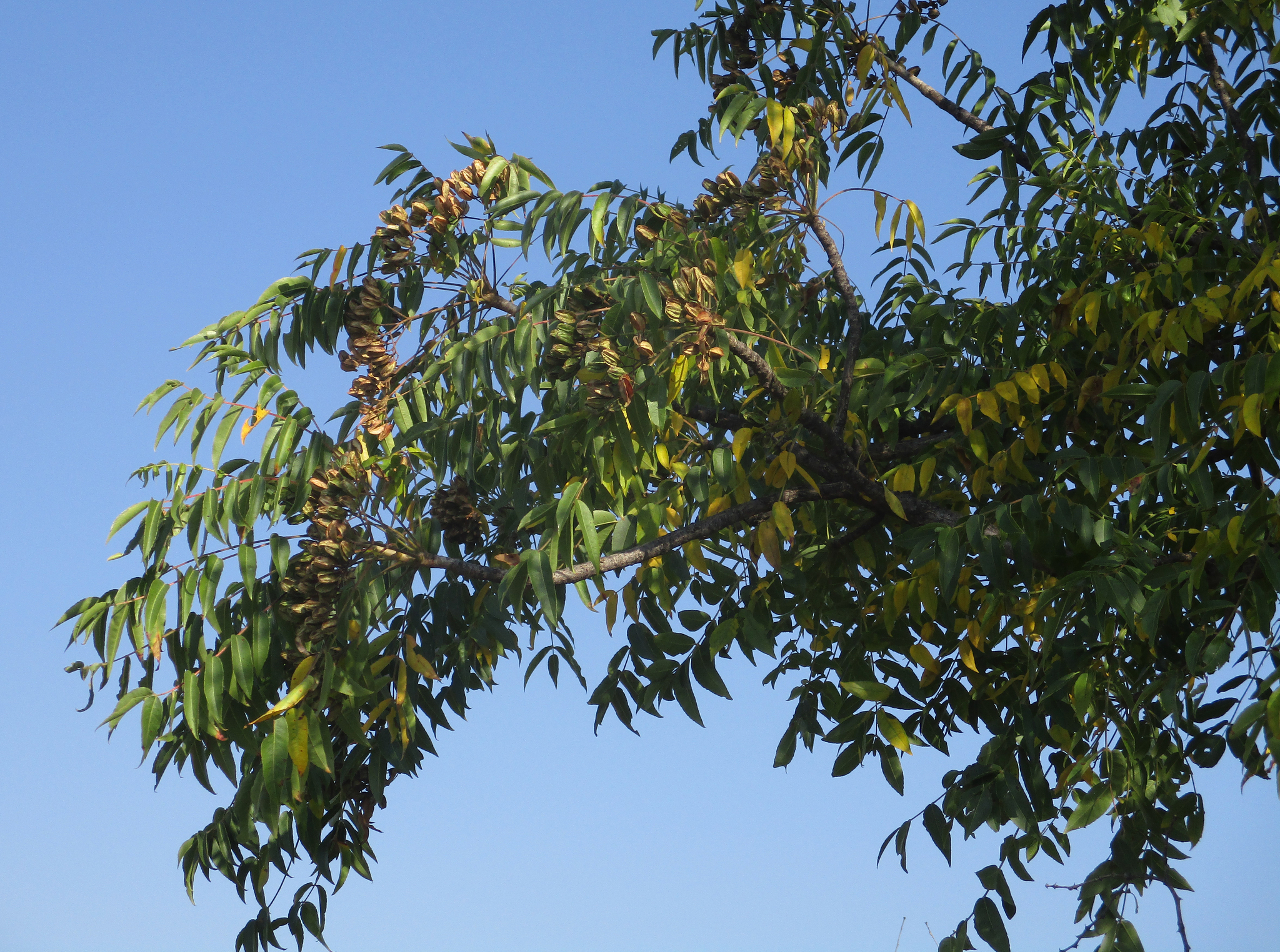 Imagem de Mopane