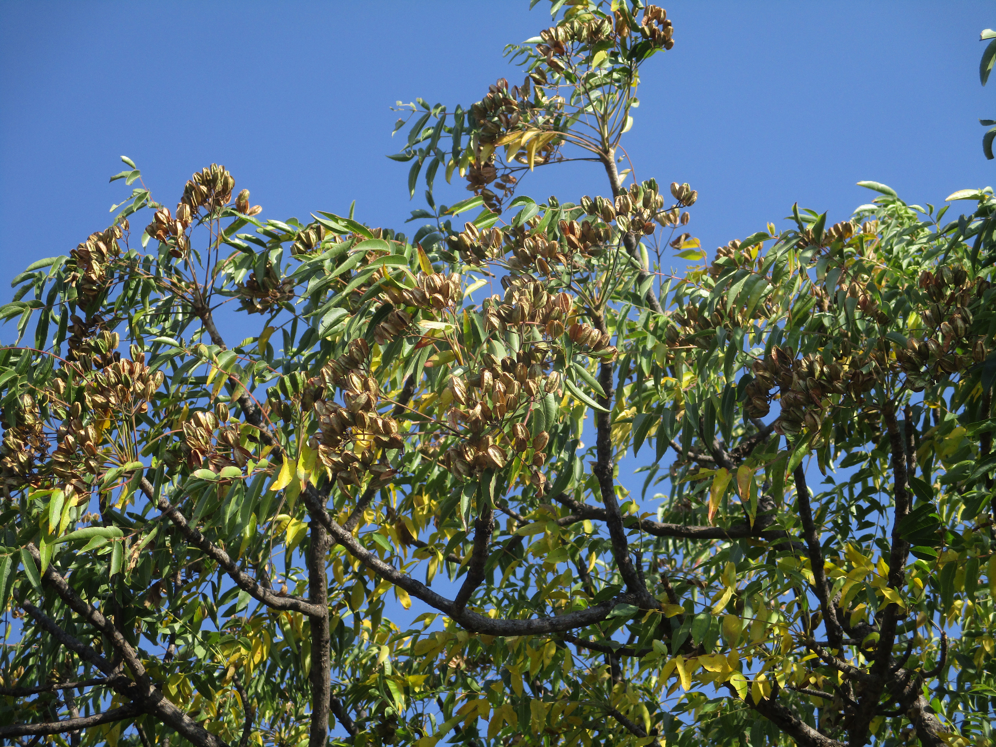 Imagem de Mopane