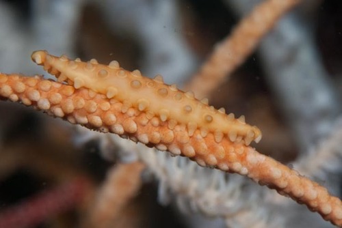Aclyvolva lanceolata