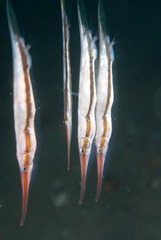 Centriscinae