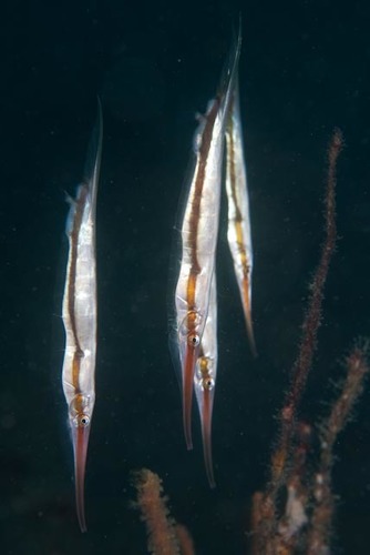 Centriscus scutatus