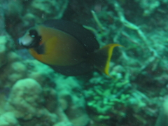 クログチニザ