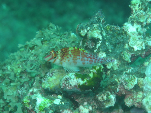 Cirrhitichthys falco observed 2006-11-18