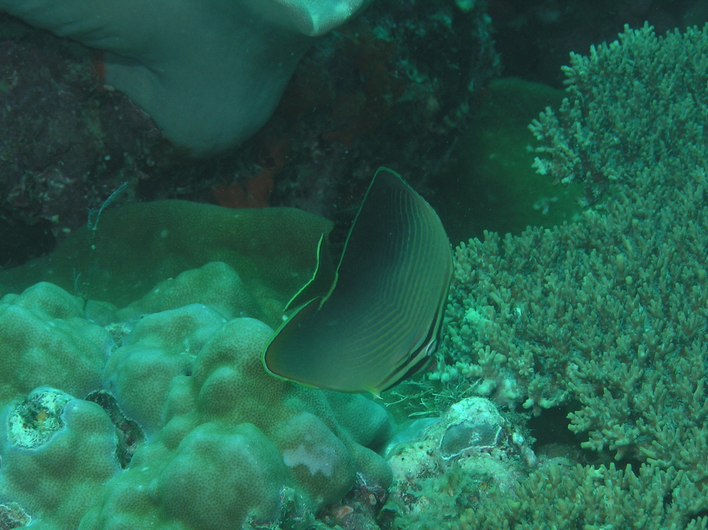 Eastern Triangle Butterflyfish