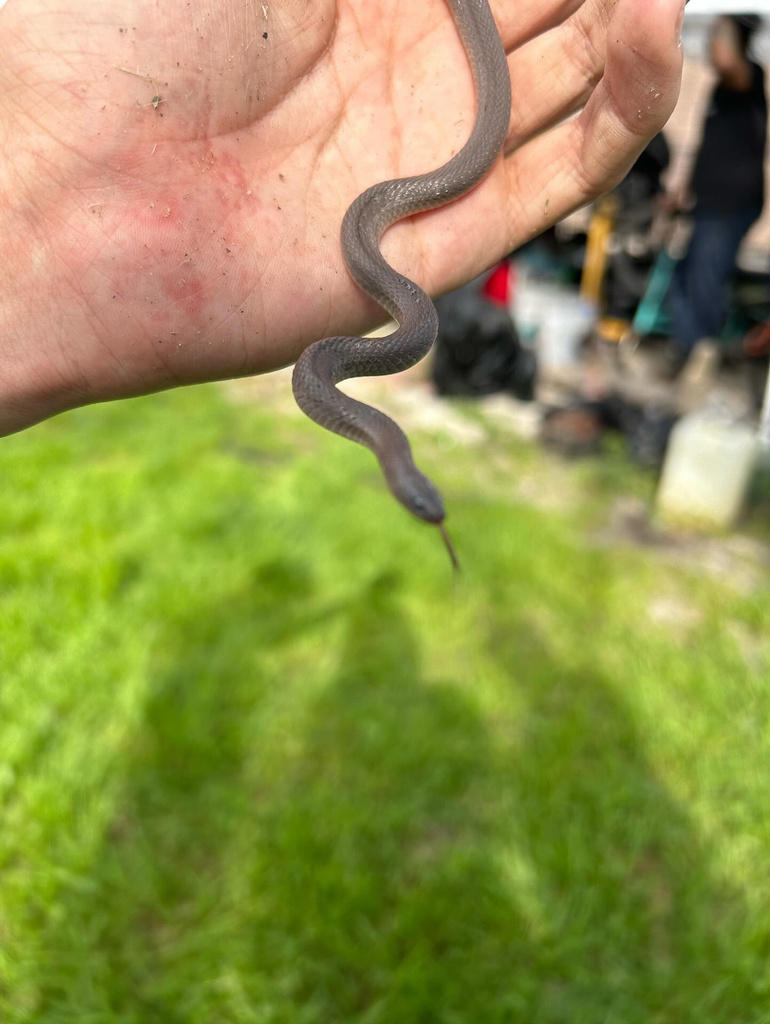 Rough Earthsnake From W Mayfield Blvd, San Antonio, Tx, Us On March 6 