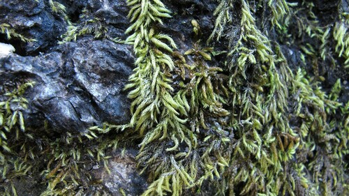 Brachythecium buchananii observed 2010-12-19