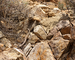 Aspidoscelis tigris tigris