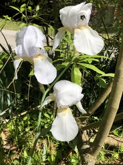 Iris albicans