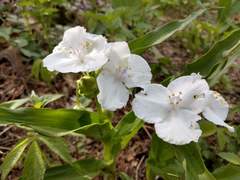 Tradescantia ozarkana