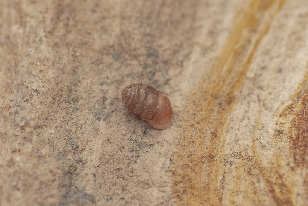 Gibbulinopsis cryptodon