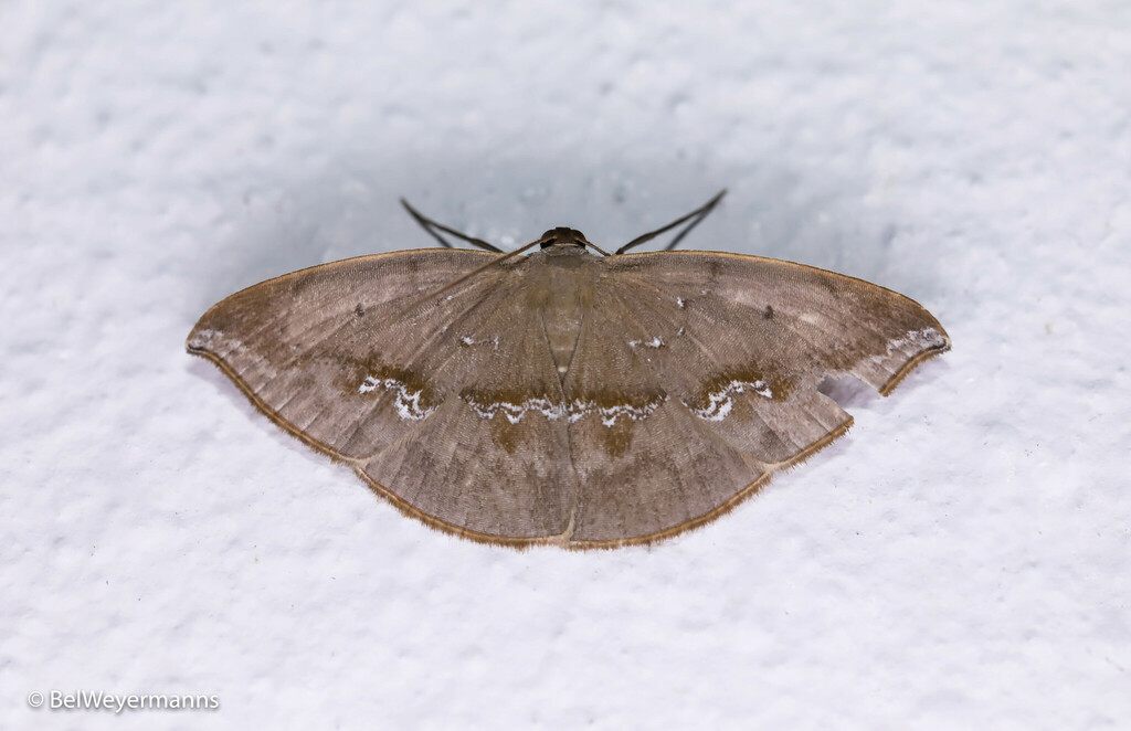 Leptoctenopsis leucographa