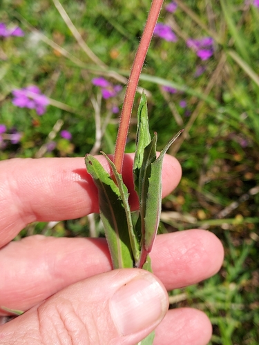 Image of Oenothera affinis by (c) Roderick Cameron, some rights reserved (CC BY)