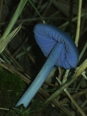 Entoloma virescens