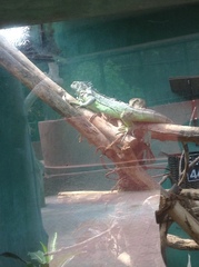 Iguana