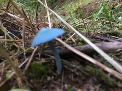 Entoloma virescens