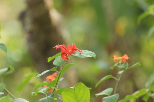 Image of Holmskioldia sanguinea by (c) Sindhu Haridas, some rights reserved (CC BY)