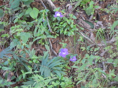 Achimenes longiflora, photograph (c) Liliana Ramírez-Freire, some rights reserved (CC BY)