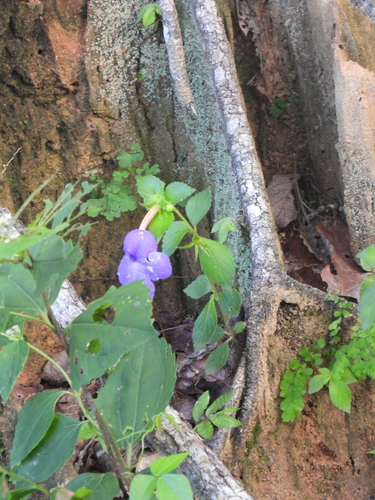 Achimenes longiflora, photograph 6