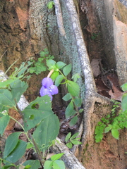Achimenes longiflora, photograph (c) Liliana Ramírez-Freire, some rights reserved (CC BY)