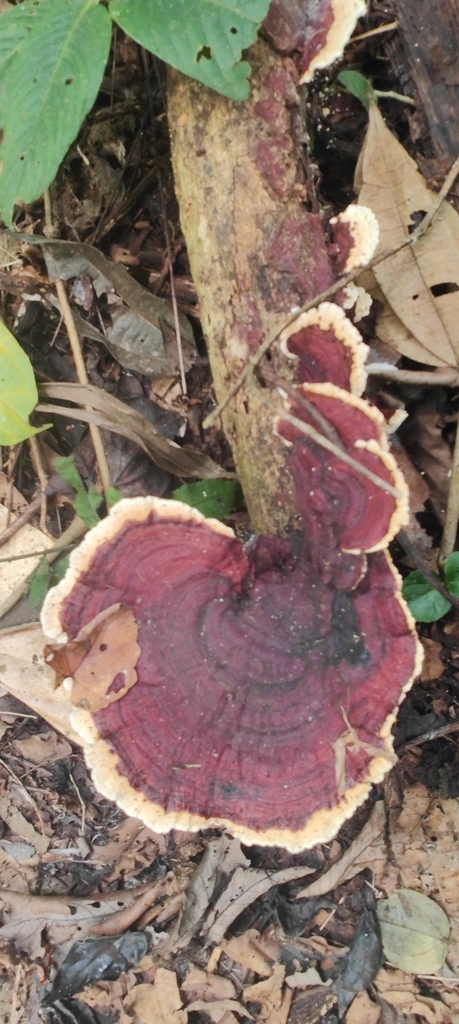 Earliella scabrosa · March 2024 · photo: © drtimk (iNaturalist, cc0)