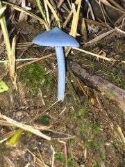 Entoloma virescens