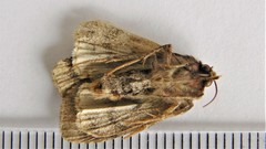 Diarsia jucunda