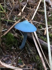 Entoloma virescens