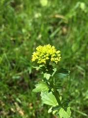 Barbarea verna