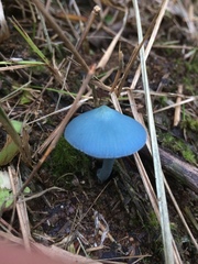 Entoloma virescens