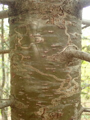 photo of Marmara mine in balsam fir bark