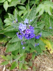 Pentaglottis sempervirens