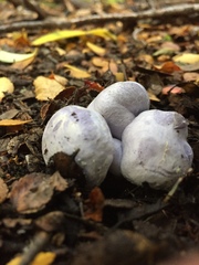 Cortinarius magellanicus