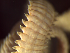 Pilargis berkeleyae