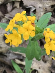 Lithospermum canescens