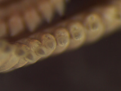 Pilargis berkeleyae