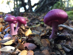 Cortinarius magellanicus