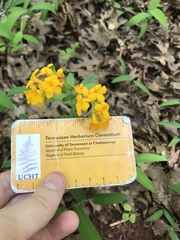 Lithospermum canescens