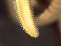 Pilargis berkeleyae