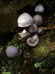 Cortinarius magellanicus