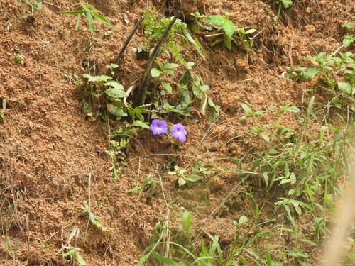 Achimenes longiflora, photograph 4